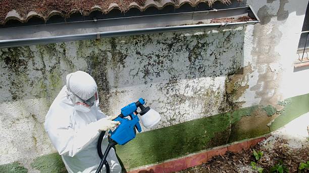Top rated local Mold Remediation specialists in Riverton, IL